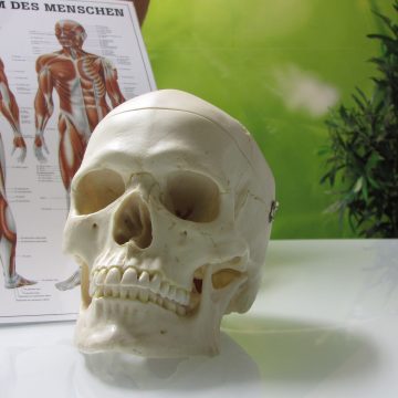 Reset Kieferbalance Reset Kieferbalance