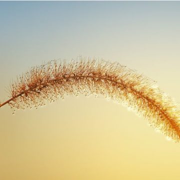 Dorn-Therapie Dorn-Therapie